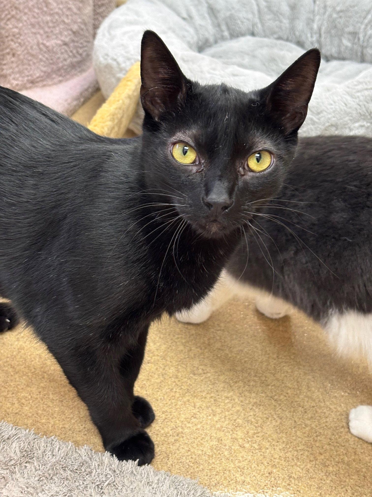 Enlarge Conrad, a Adoptable Domestic Short Hair in Brick, NJ image 2/2