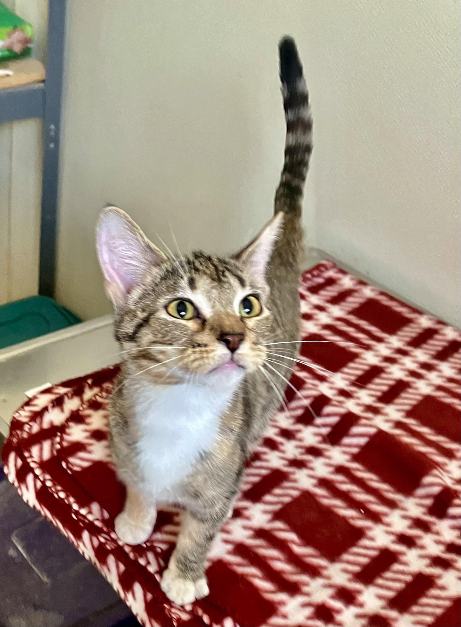 Piper - Calico Kitten - Foster Care, Adoptable, Young Female Calico.