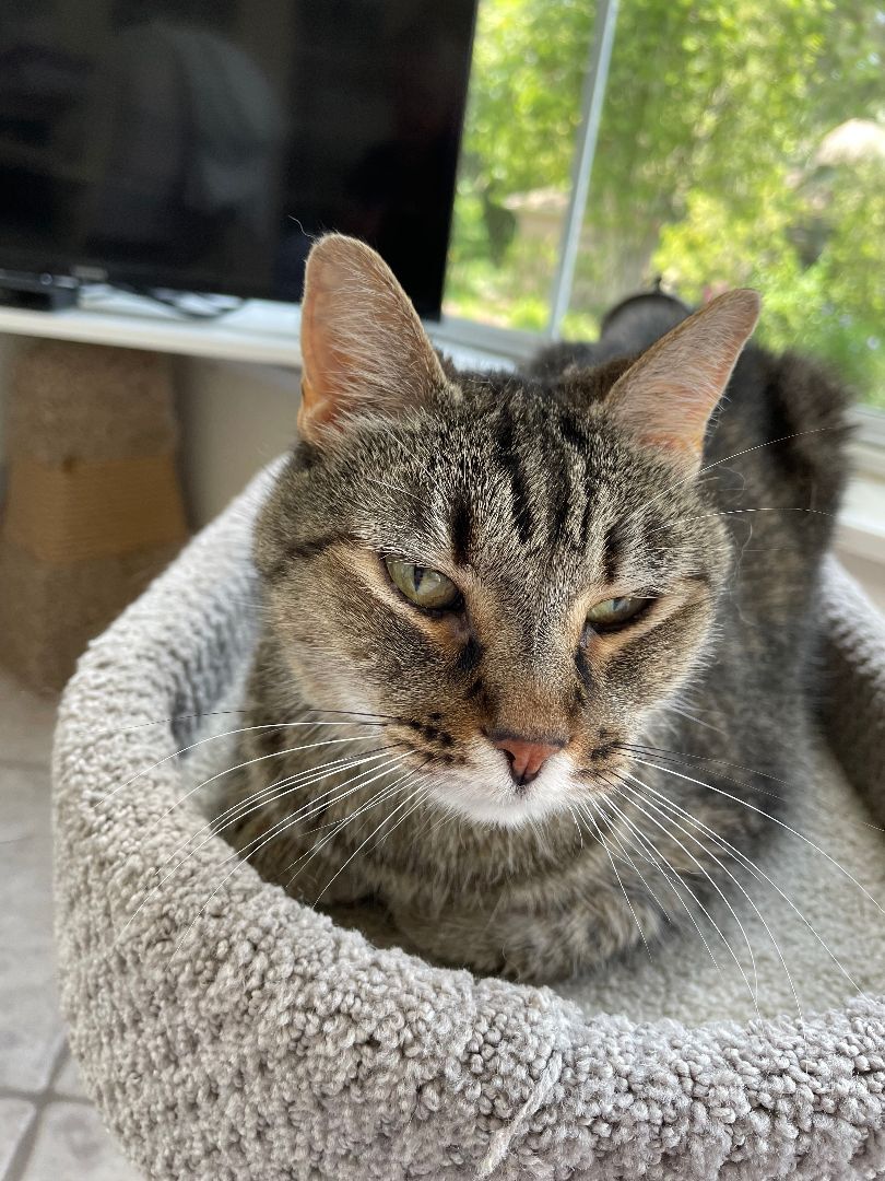 Savannah, Adopted, Adult Female Domestic Short Hair.