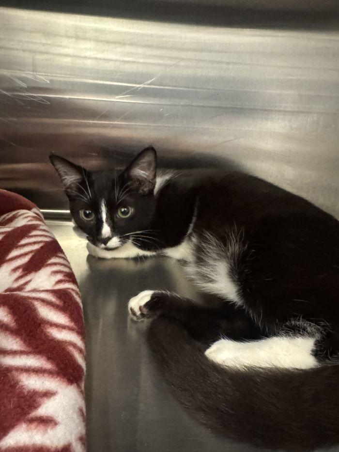 Capsian, Adoptable, Young Male Domestic Short Hair.