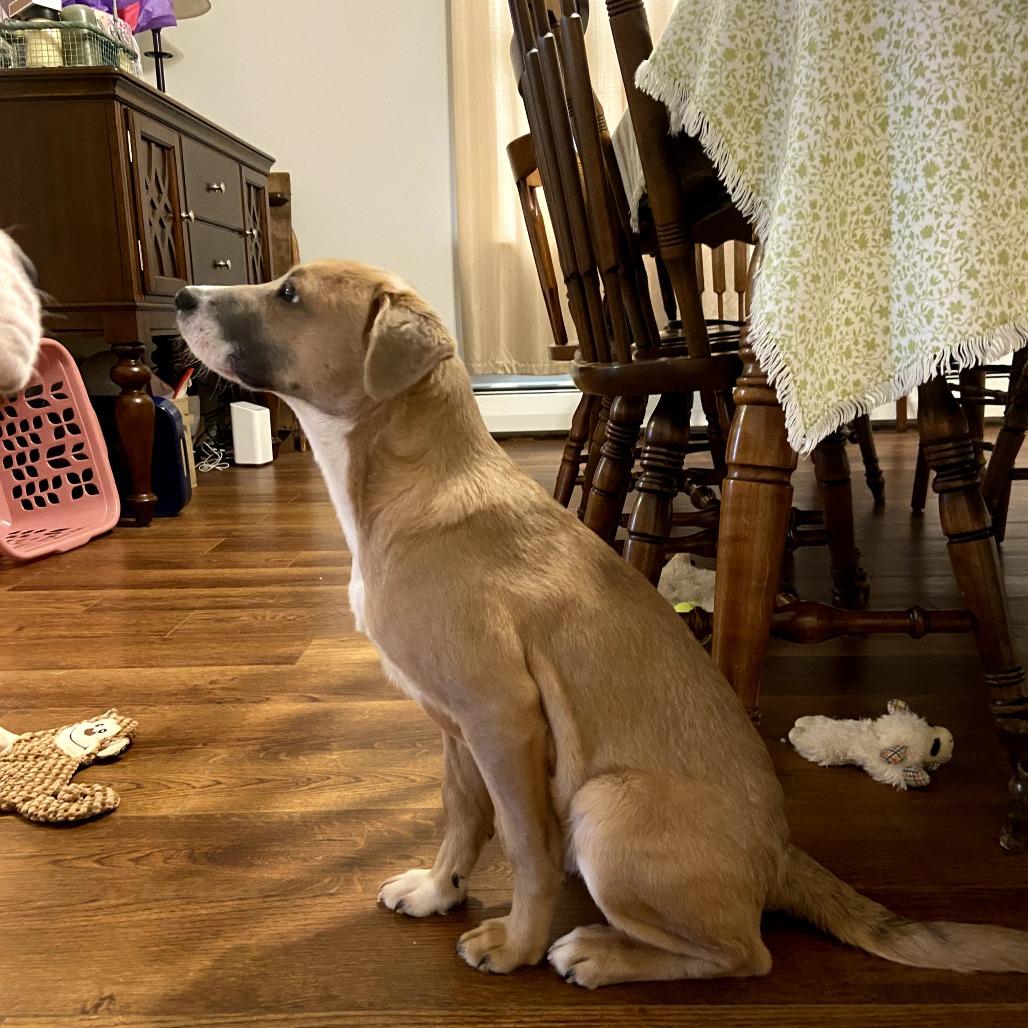 Crouton, Adoptable, Young Male Mixed Breed.