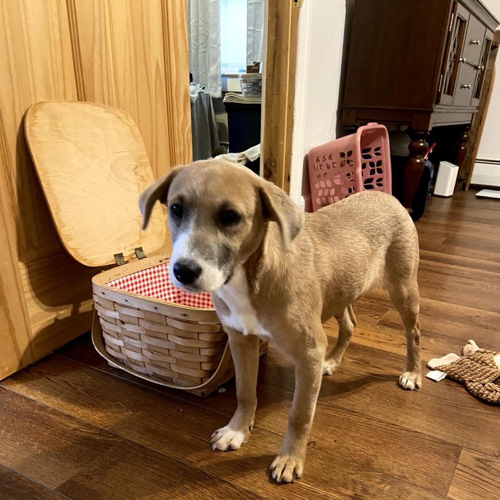 Enlarge Crouton, a Adoptable Mixed Breed in Rockville, MD image 2/6