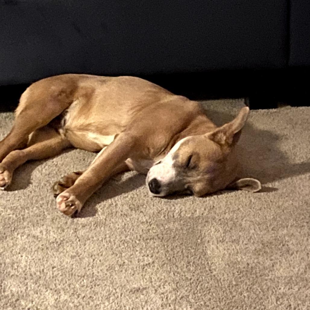 Enlarge Crouton, a Adoptable Mixed Breed in Rockville, MD image 4/6