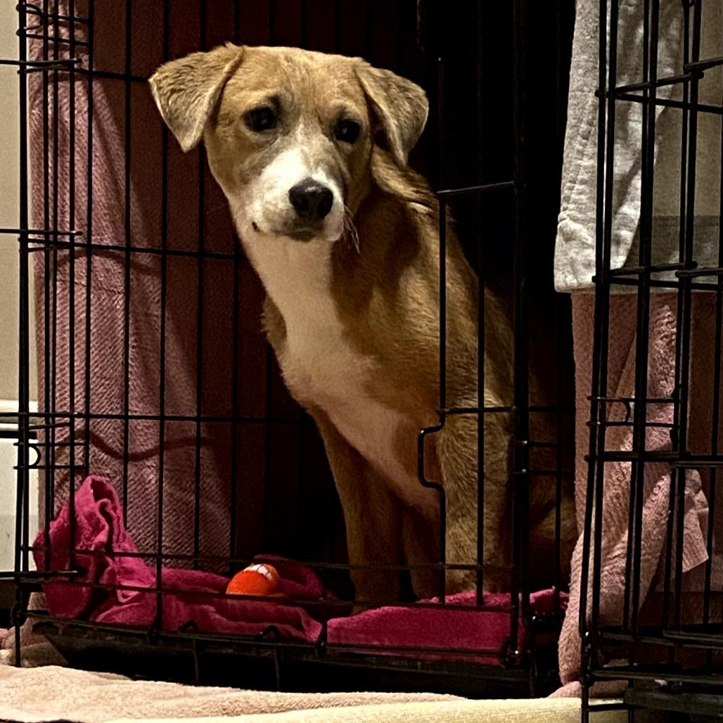 Enlarge Crouton, a Adoptable Mixed Breed in Rockville, MD image 5/6