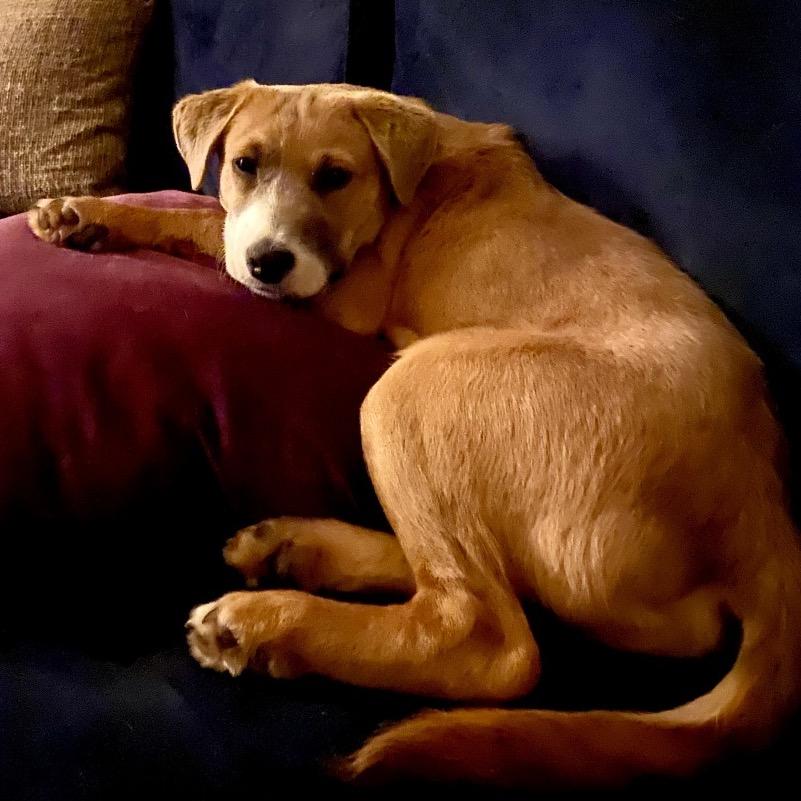 Enlarge Crouton, a Adoptable Mixed Breed in Rockville, MD image 6/6