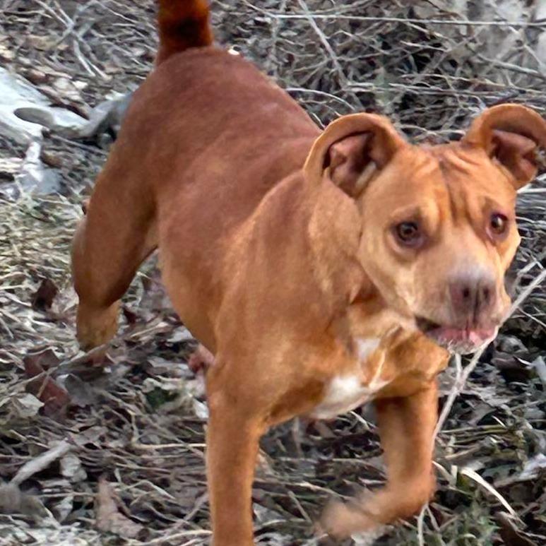 Mary, Adoptable, Young Female Mixed Breed.