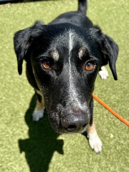 Rosko, a Adoptable mixed breed in Wichita, KS image 1/3