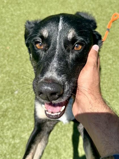 Rosko, a Adoptable mixed breed in Wichita, KS image 3/3