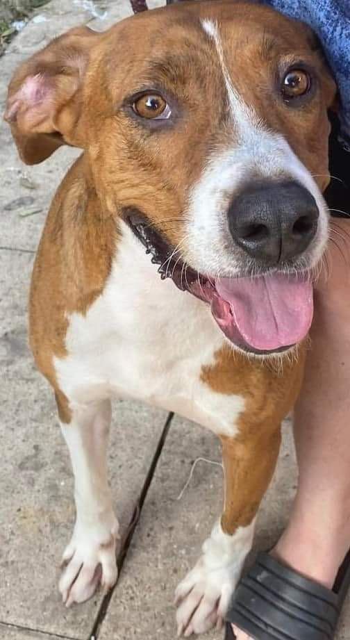 Rocky, Adoptable, Young Male Hound.