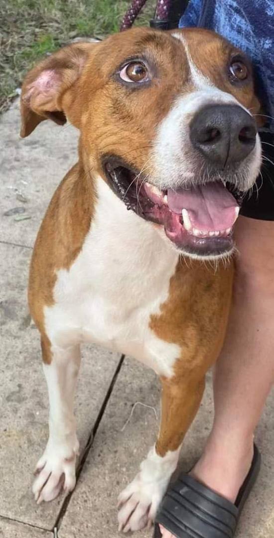 Enlarge Rocky, a Adoptable Hound in Houston, TX image 2/7