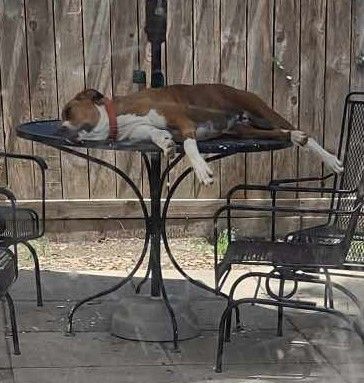 Enlarge Rocky, a Adoptable Hound in Houston, TX image 3/7