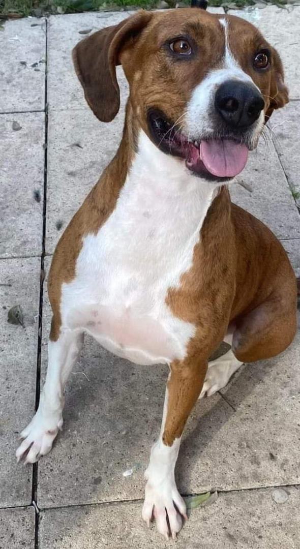 Enlarge Rocky, a Adoptable Hound in Houston, TX image 4/7