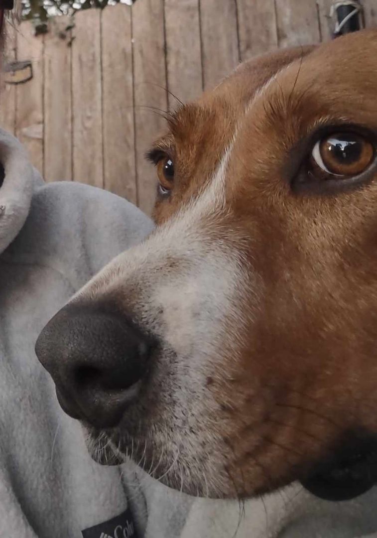 Enlarge Rocky, a Adoptable Hound in Houston, TX image 5/7