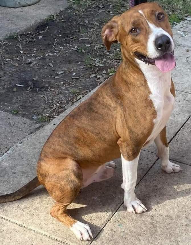 Enlarge Rocky, a Adoptable Hound in Houston, TX image 6/7