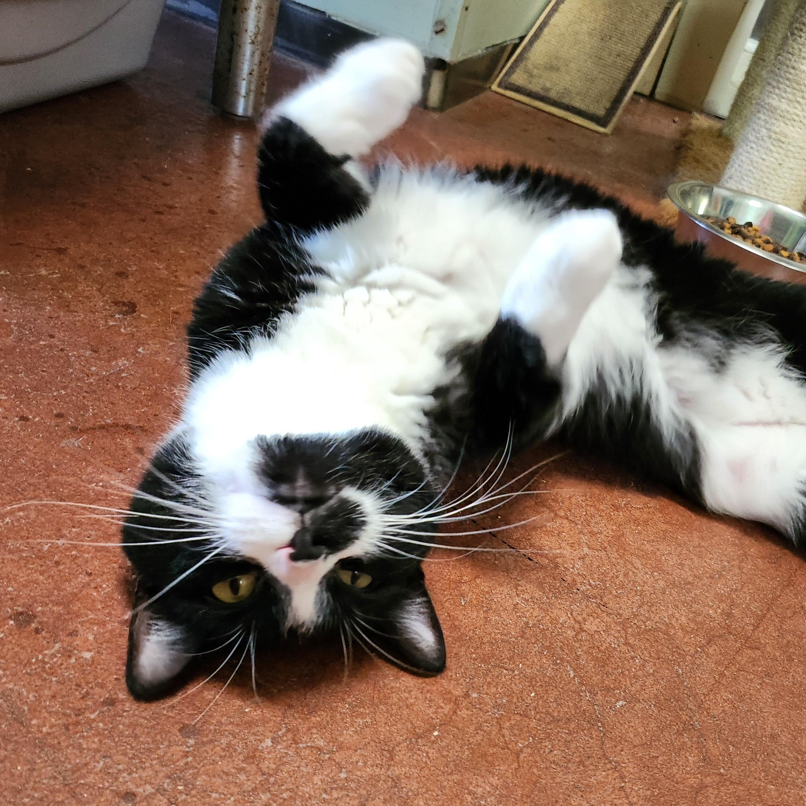 Stubs, a Adoptable Domestic Short Hair in Tioga, PA image 2/6