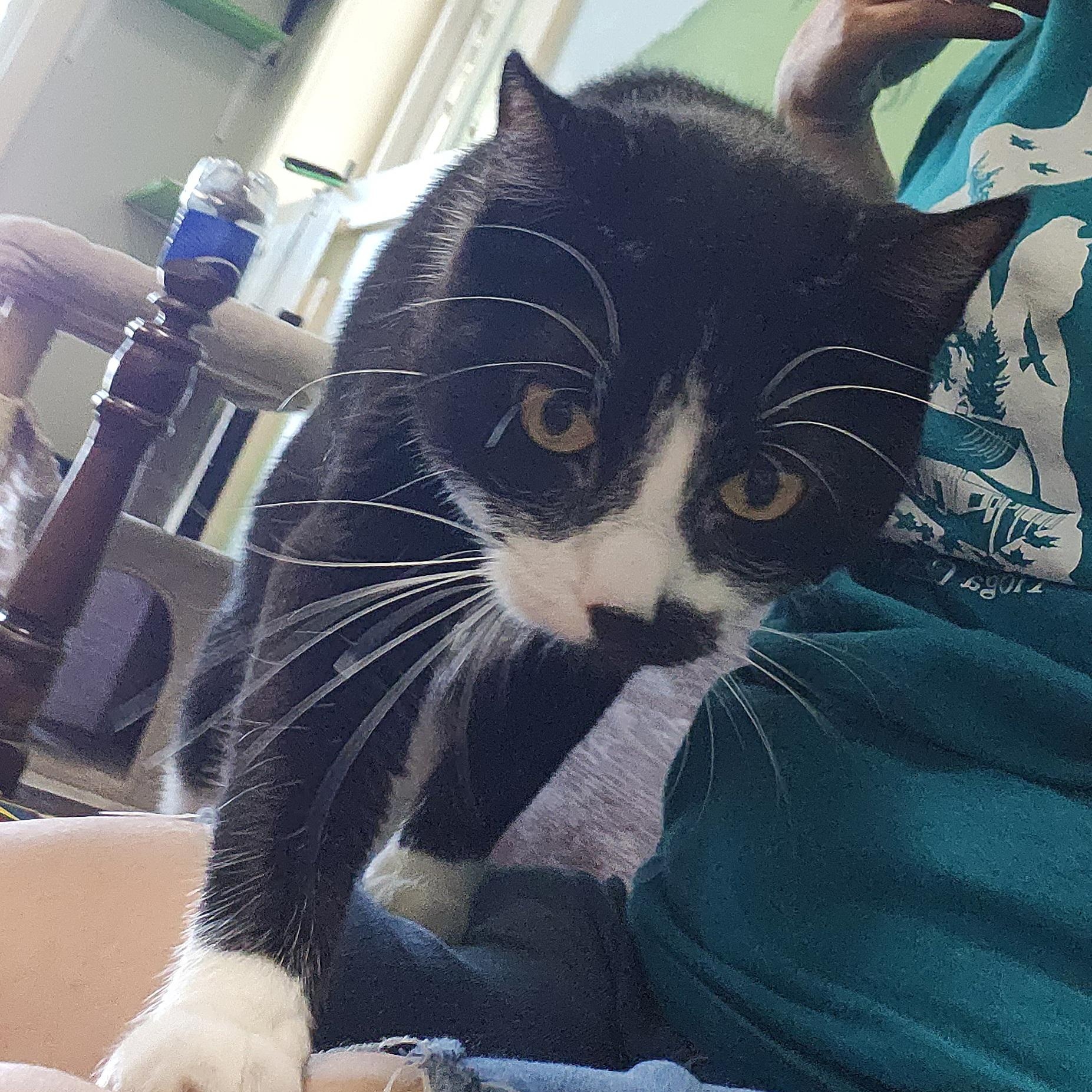 Stubs, a Adoptable Domestic Short Hair in Tioga, PA image 6/6