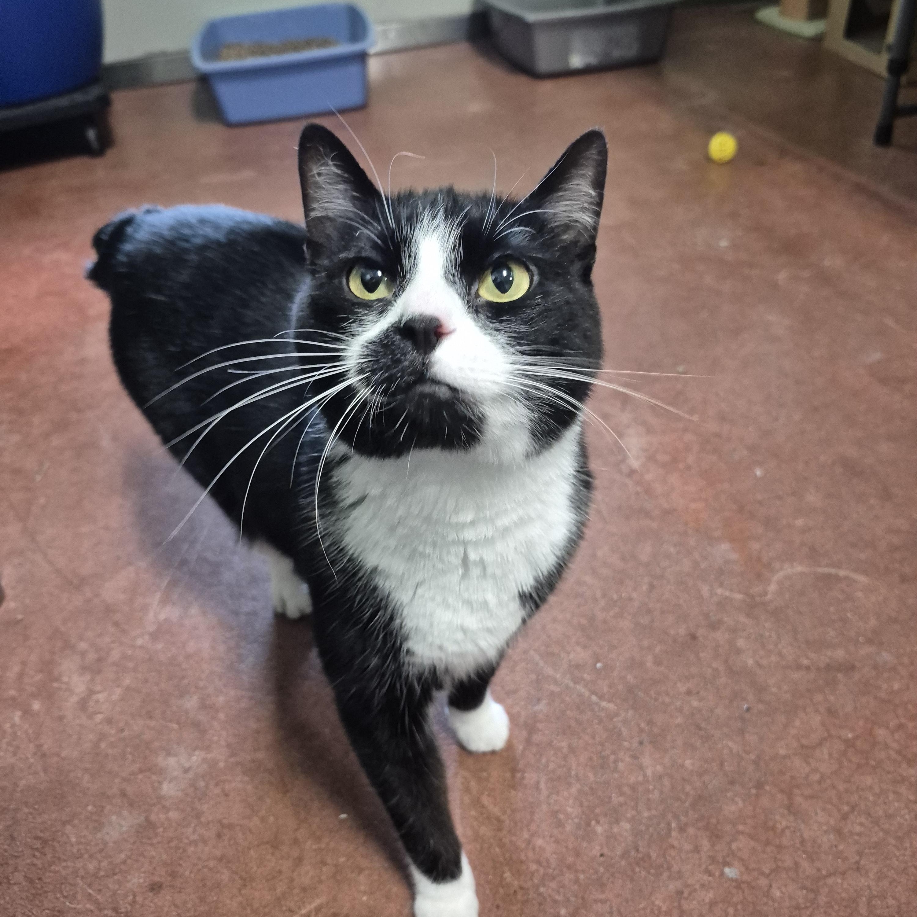 Stubs, a Adoptable Domestic Short Hair in Tioga, PA image 5/6