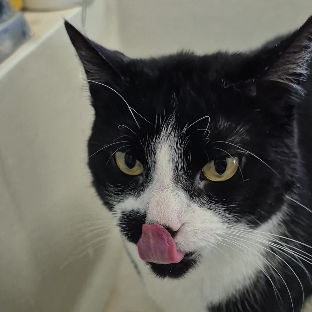 Stubs, a Adoptable Domestic Short Hair in Tioga, PA image 6/6