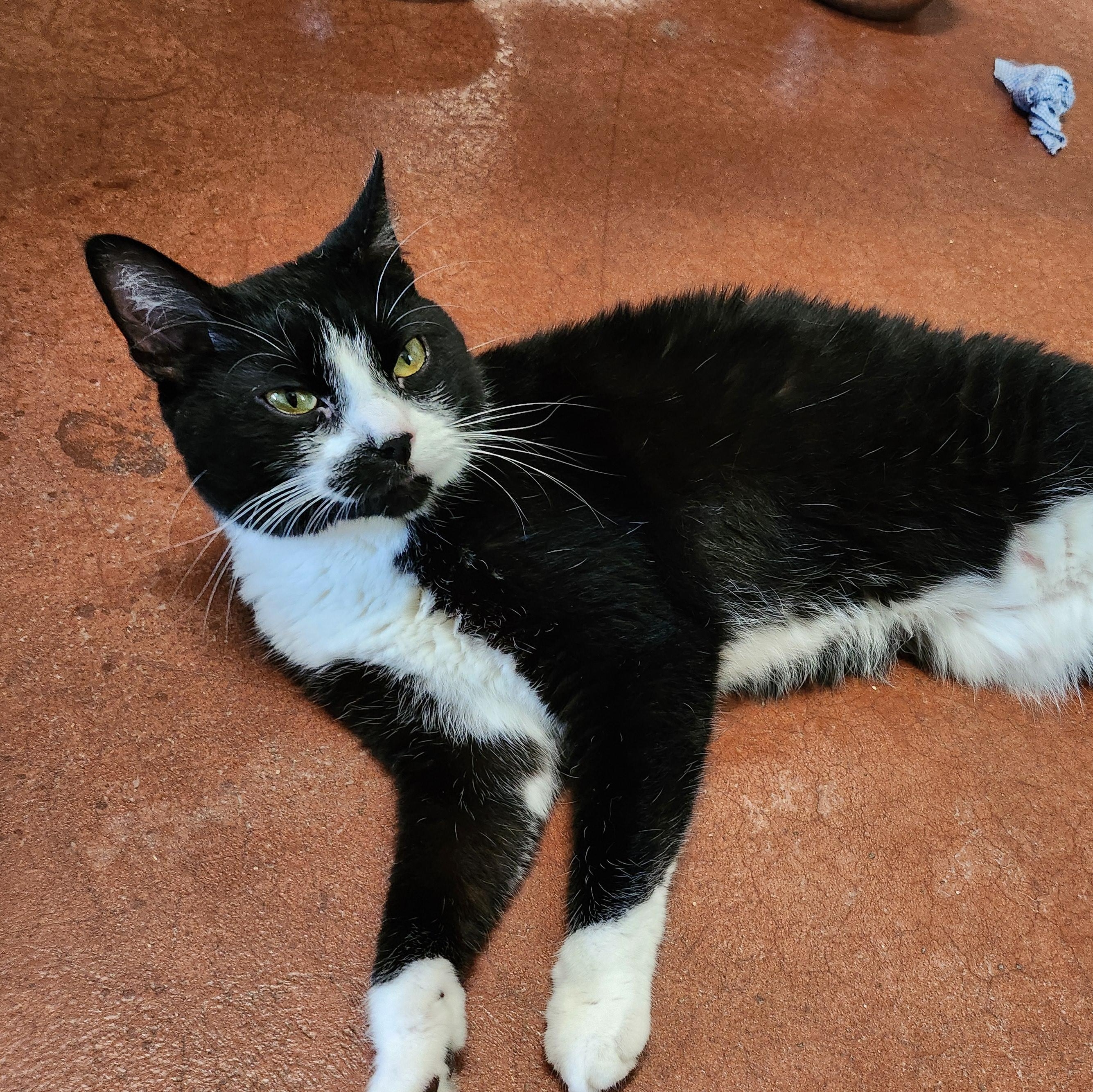 Stubs, a Adoptable Domestic Short Hair in Tioga, PA image 3/6