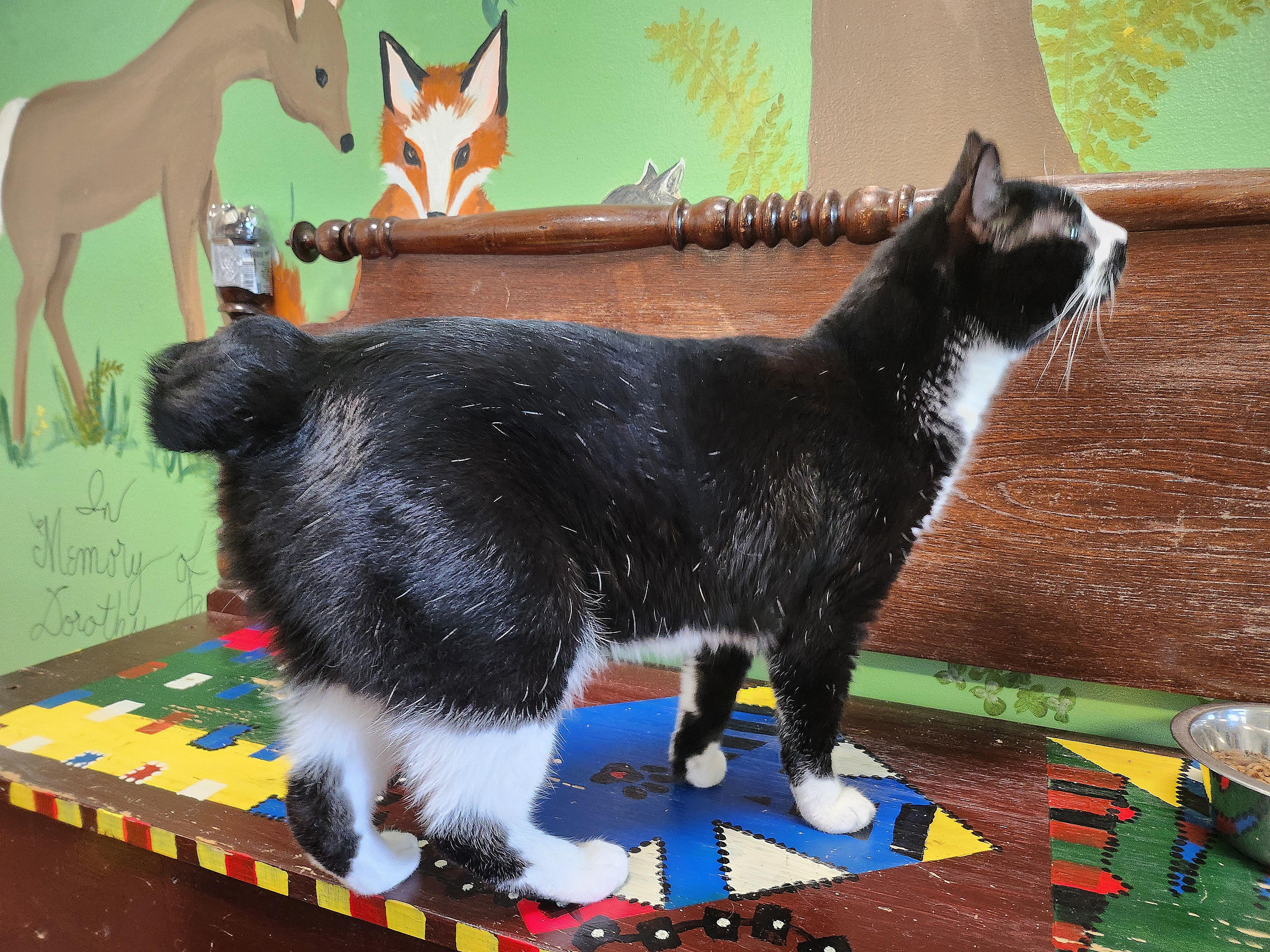 Stubs, a Adoptable Domestic Short Hair in Tioga, PA image 4/6