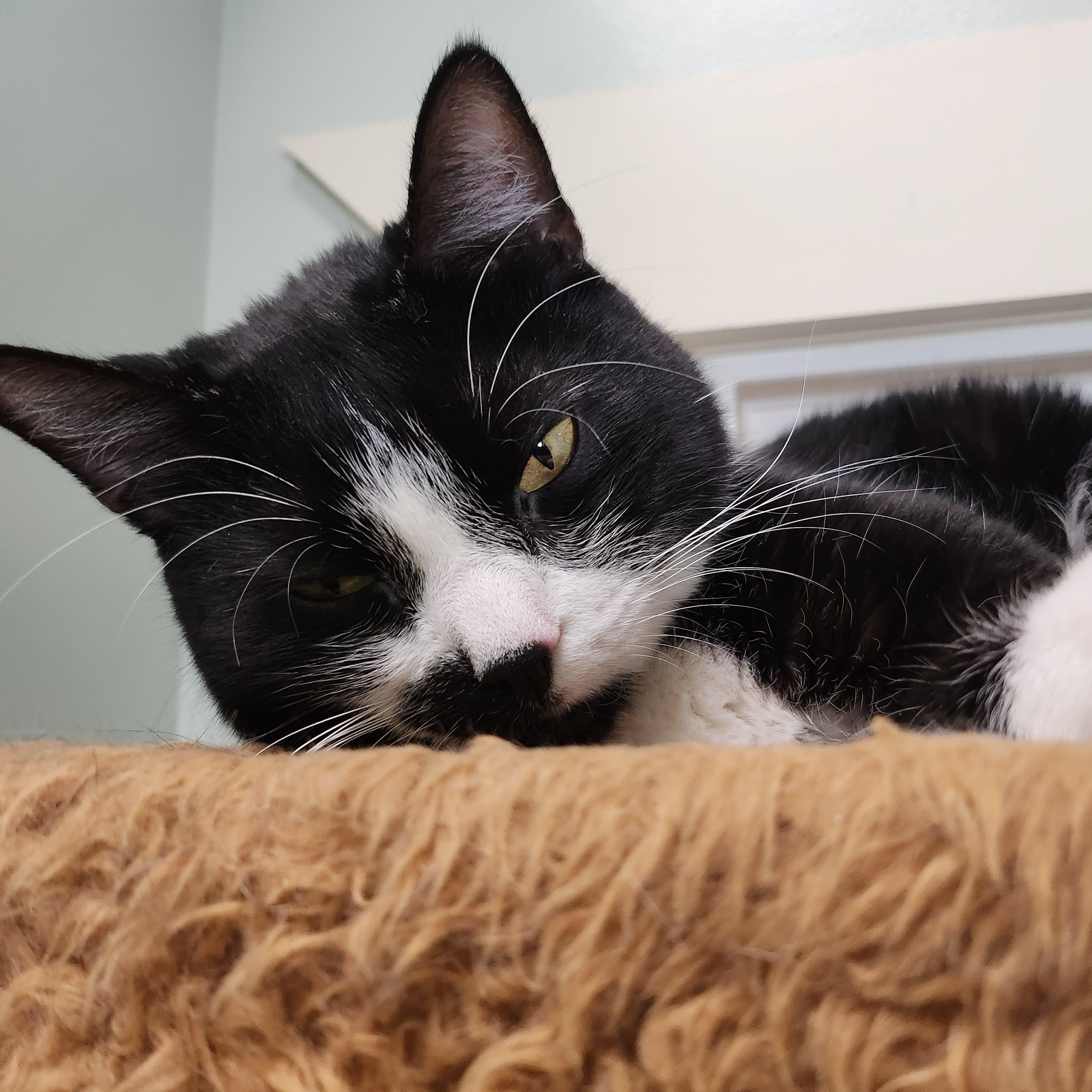 Stubs, a Adoptable Domestic Short Hair in Tioga, PA image 5/6