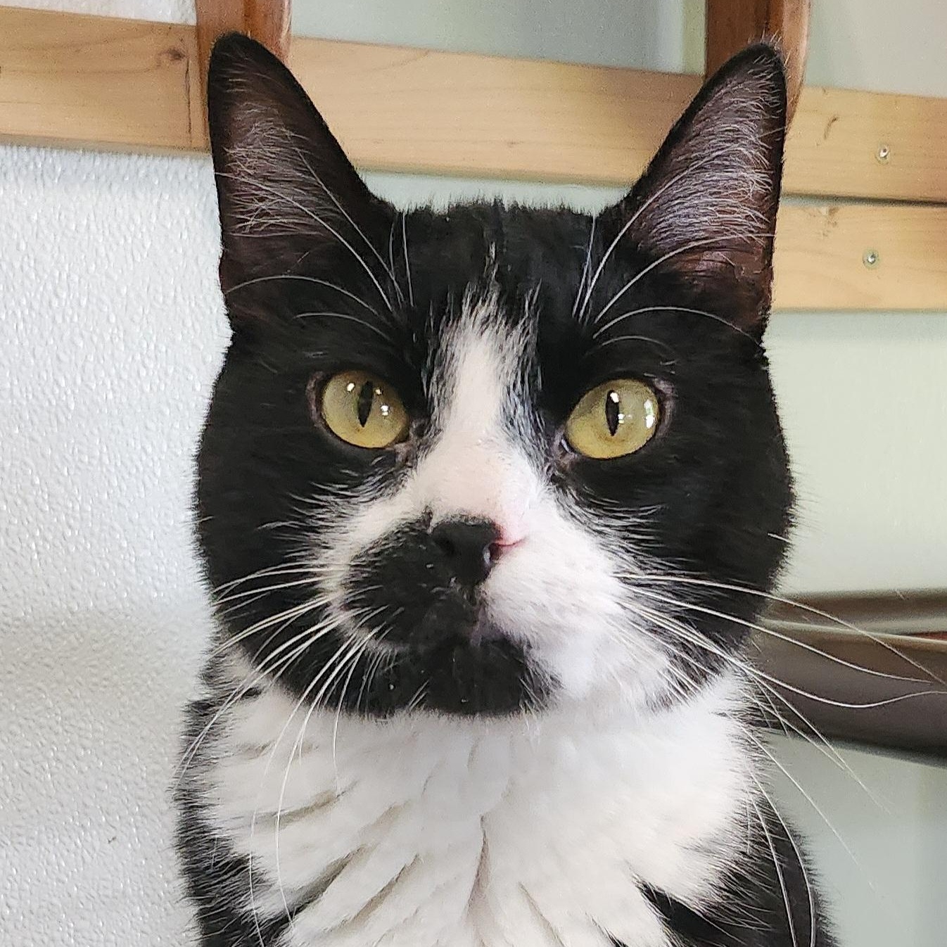 Stubs, a Adoptable Domestic Short Hair in Tioga, PA image 1/6