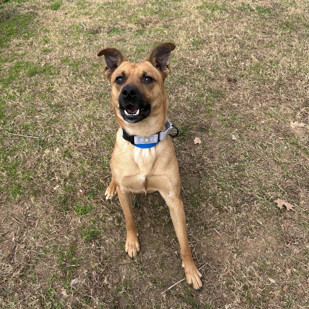 Solas, Adoptable, Adult Male Mixed Breed.