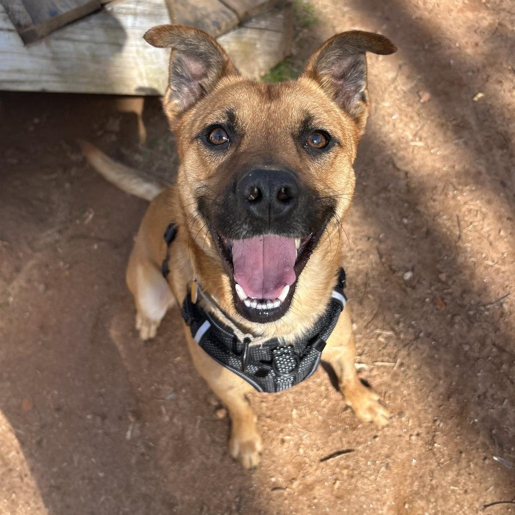 Enlarge Solas, a Adoptable Mixed Breed in Auburn, AL image 2/6