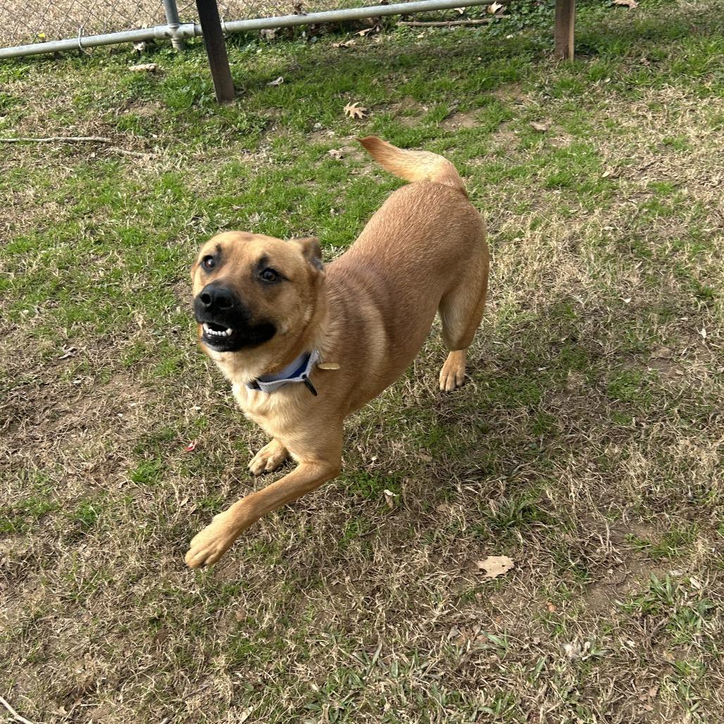 Enlarge Solas, a Adoptable Mixed Breed in Auburn, AL image 2/6