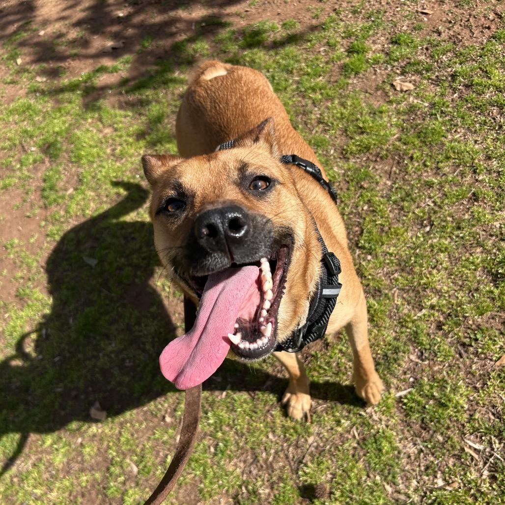 Enlarge Solas, a Adoptable Mixed Breed in Auburn, AL image 3/6