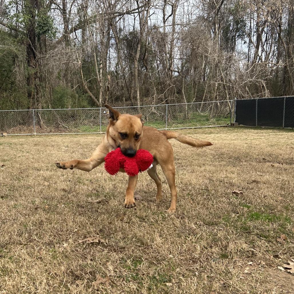 Enlarge Solas, a Adoptable Mixed Breed in Auburn, AL image 3/6