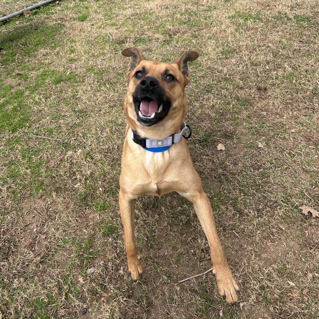 Enlarge Solas, a Adoptable Mixed Breed in Auburn, AL image 4/6