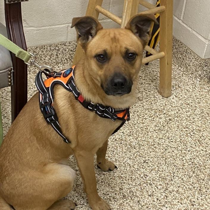 Enlarge Solas, a Adoptable Mixed Breed in Auburn, AL image 5/6