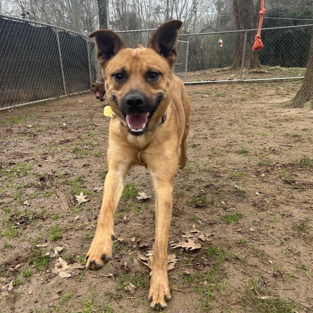 Enlarge Solas, a Adoptable Mixed Breed in Auburn, AL image 4/6