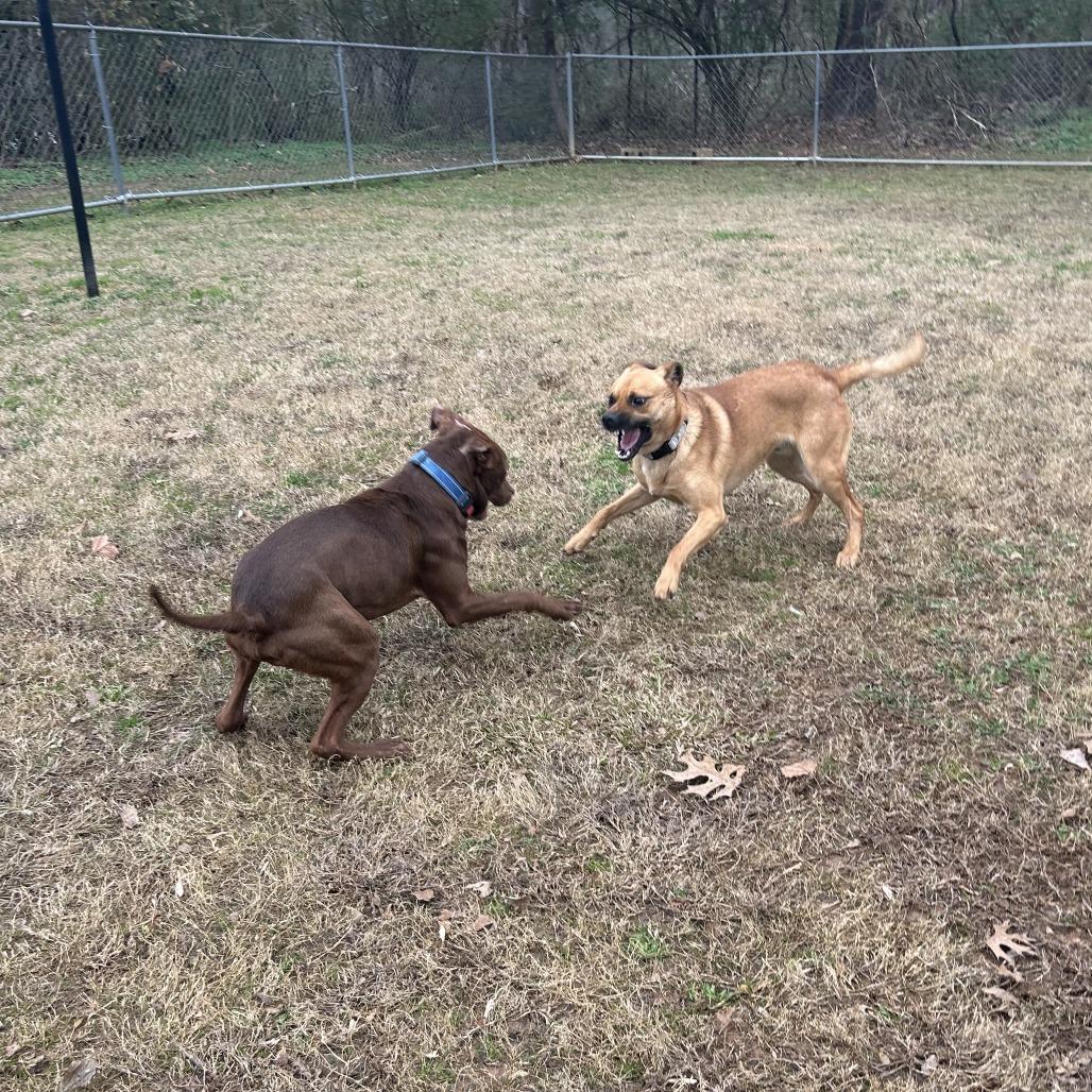 Enlarge Solas, a Adoptable Mixed Breed in Auburn, AL image 5/6