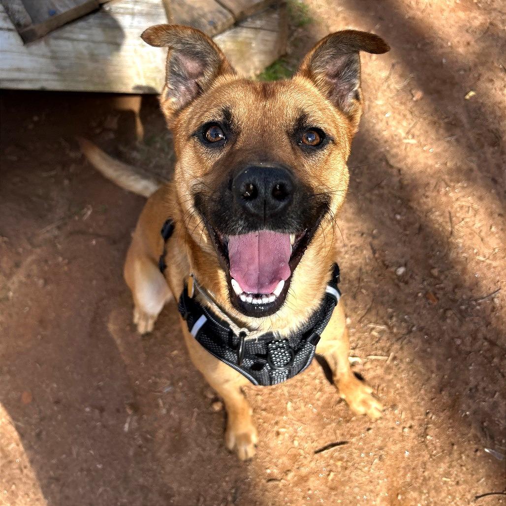 Enlarge Solas, a Adoptable Mixed Breed in Auburn, AL image 6/6