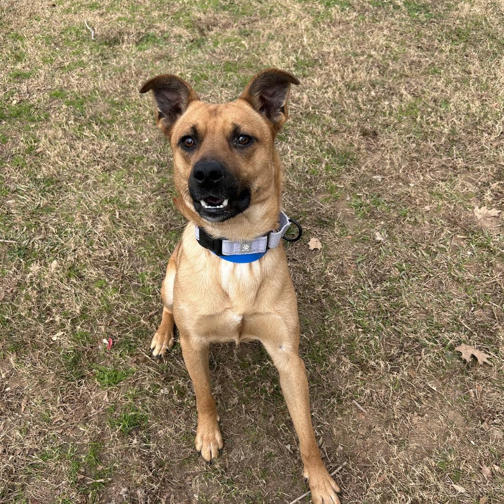 Enlarge Solas, a Adoptable Mixed Breed in Auburn, AL image 6/6