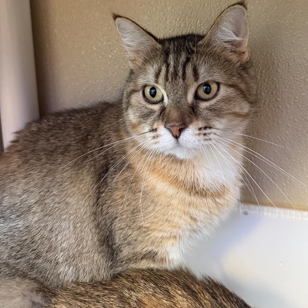 Lovey, Adoptable, Adult Female Domestic Short Hair.