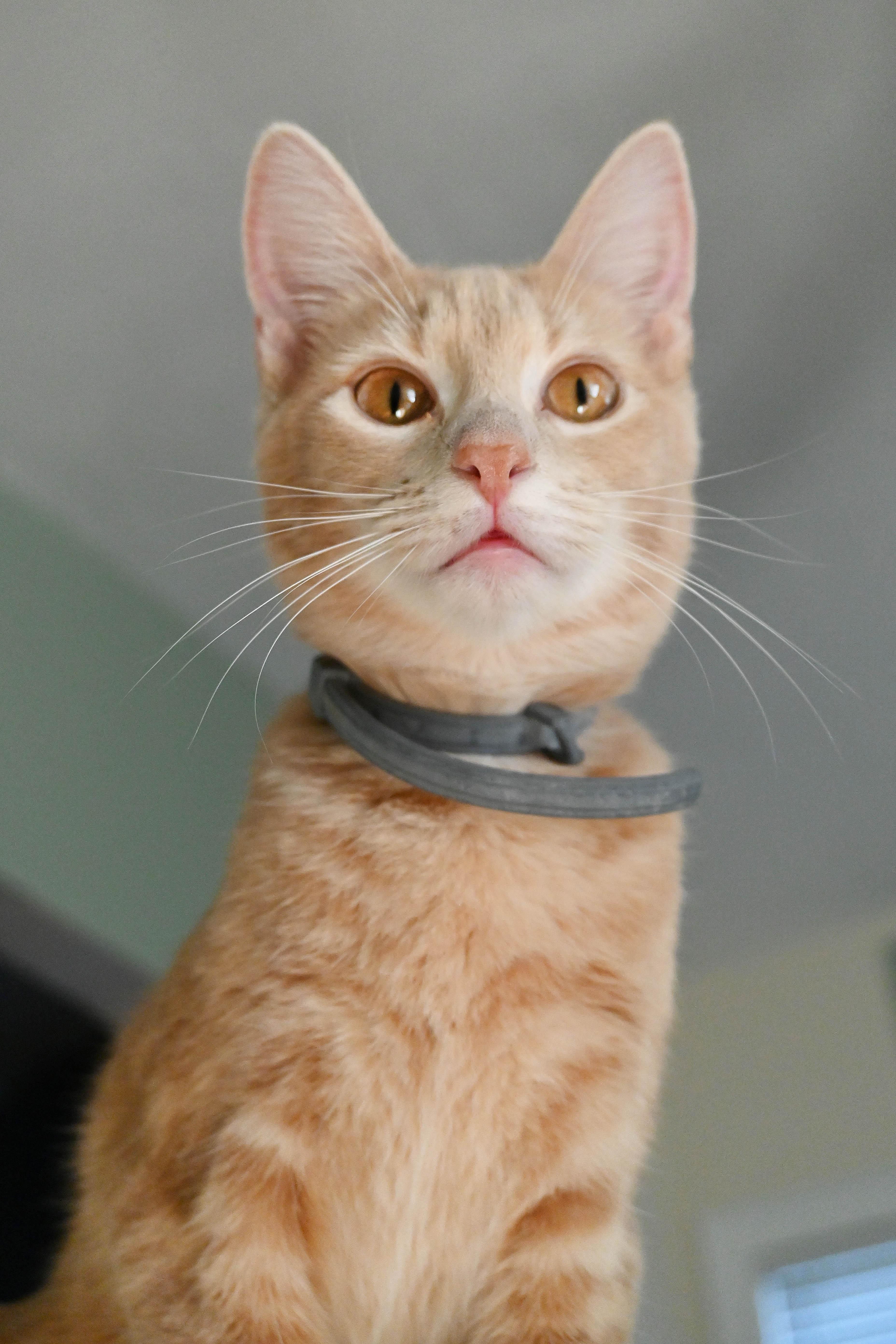 Enlarge Pie, a Adoptable Domestic Short Hair in Orlando, FL image 4/5