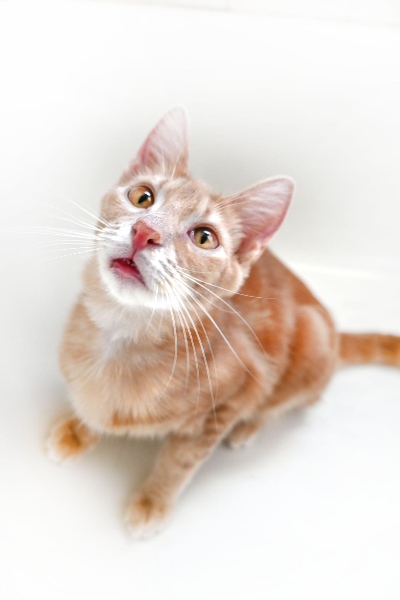 Enlarge Pie, a Adoptable Domestic Short Hair in Orlando, FL image 3/5