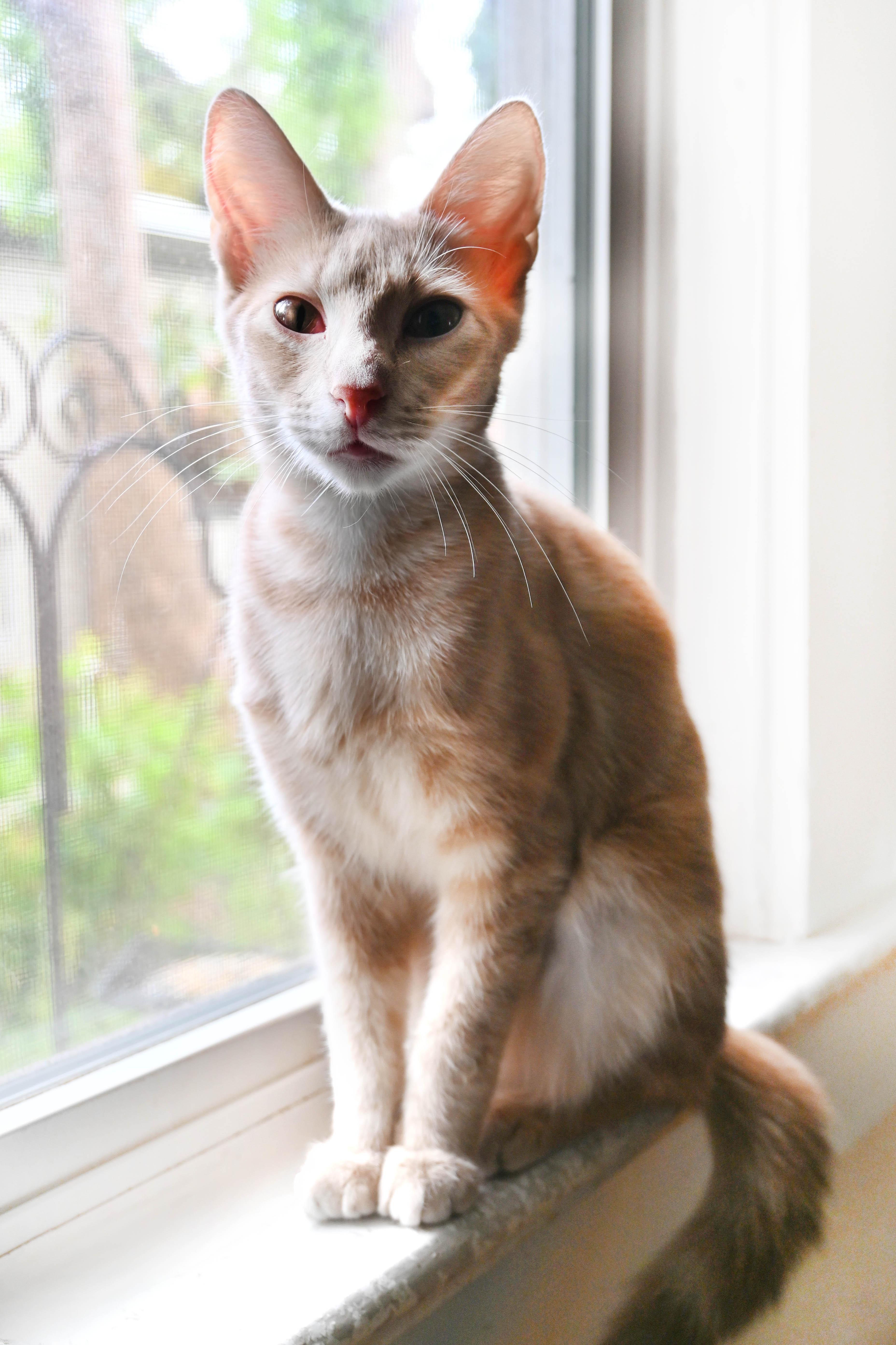 Enlarge Pie, a Adoptable Domestic Short Hair in Orlando, FL image 5/5