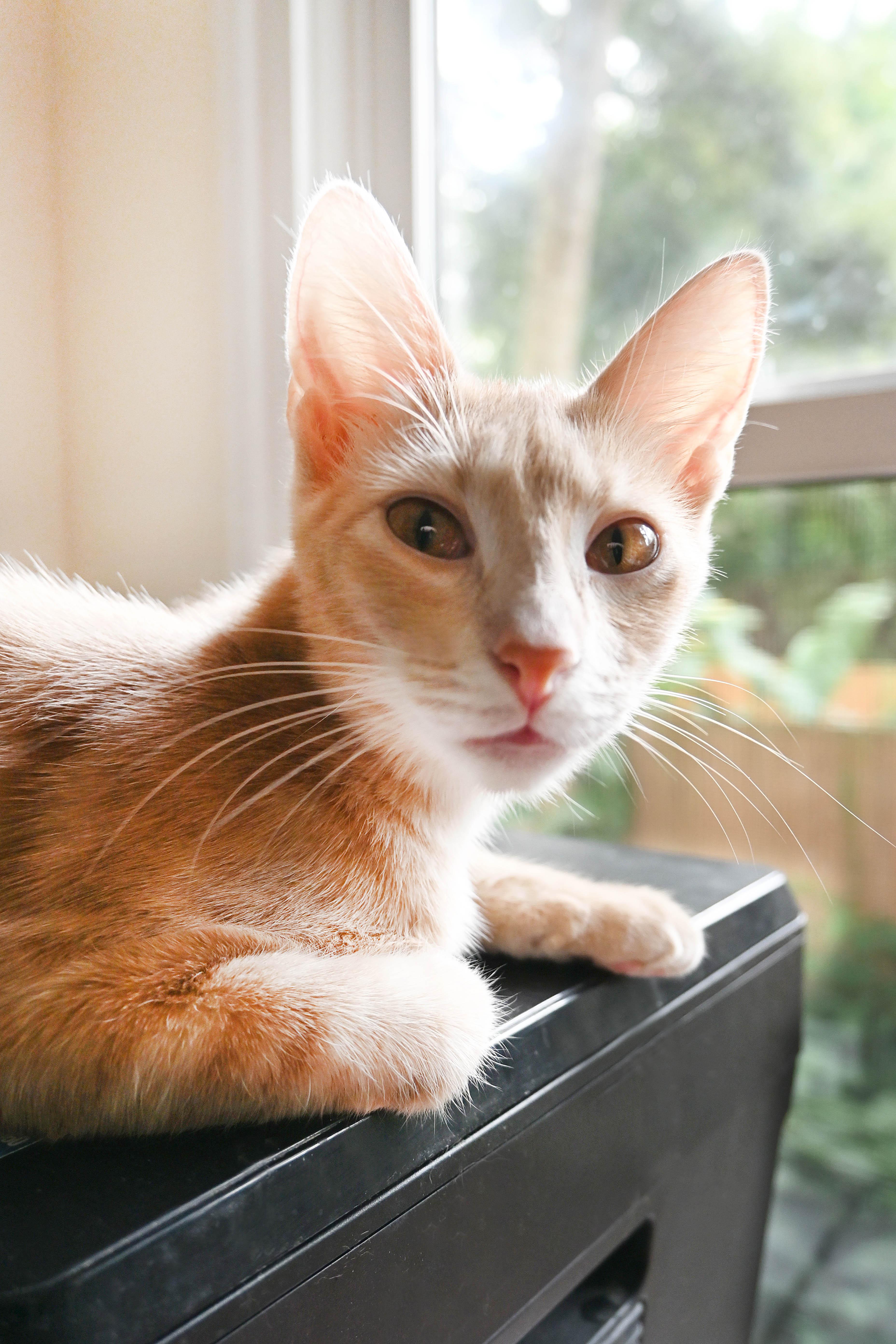 Pie, Adoptable, Young Female Domestic Short Hair.