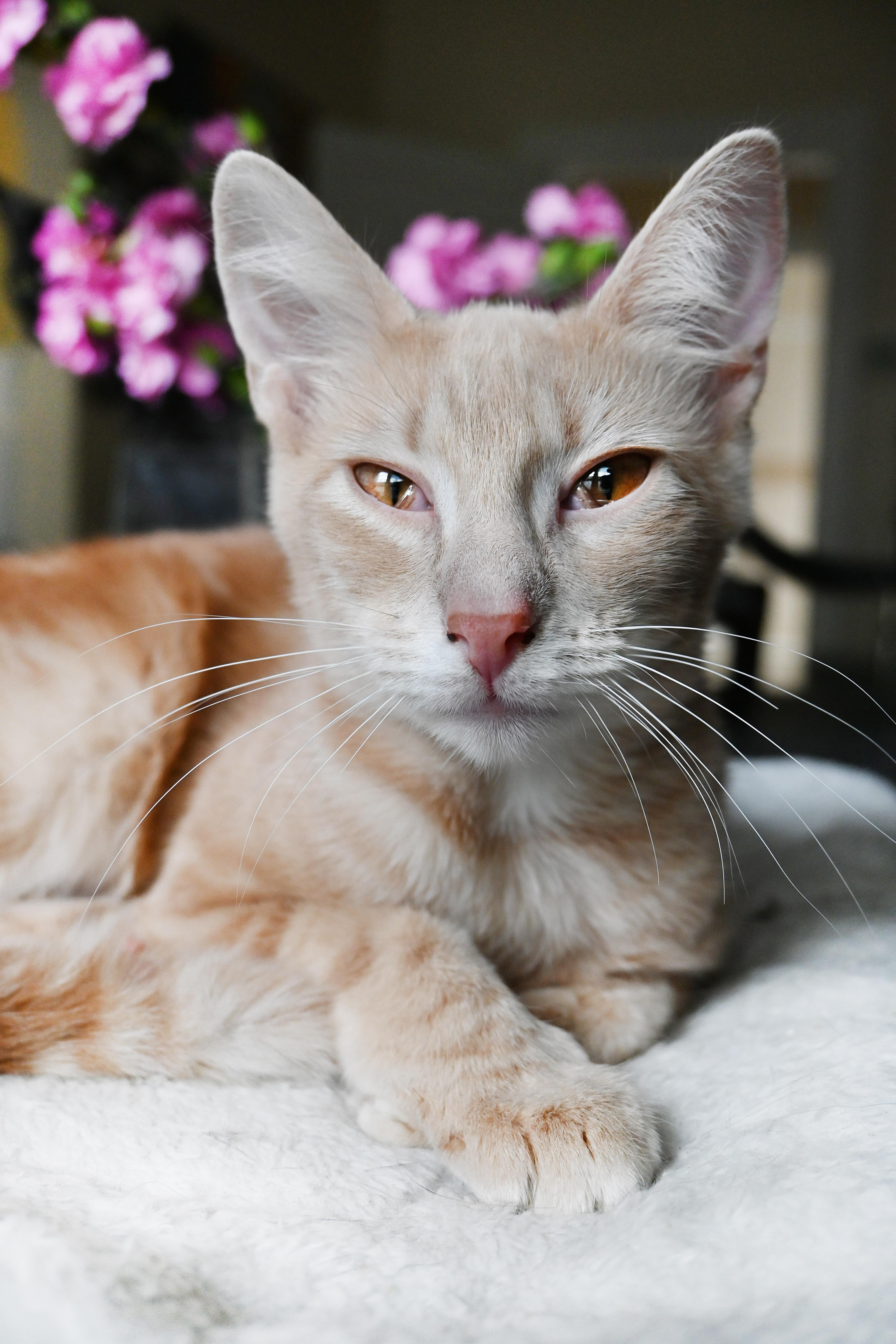 Enlarge Pie, a Adoptable Domestic Short Hair in Orlando, FL image 2/5