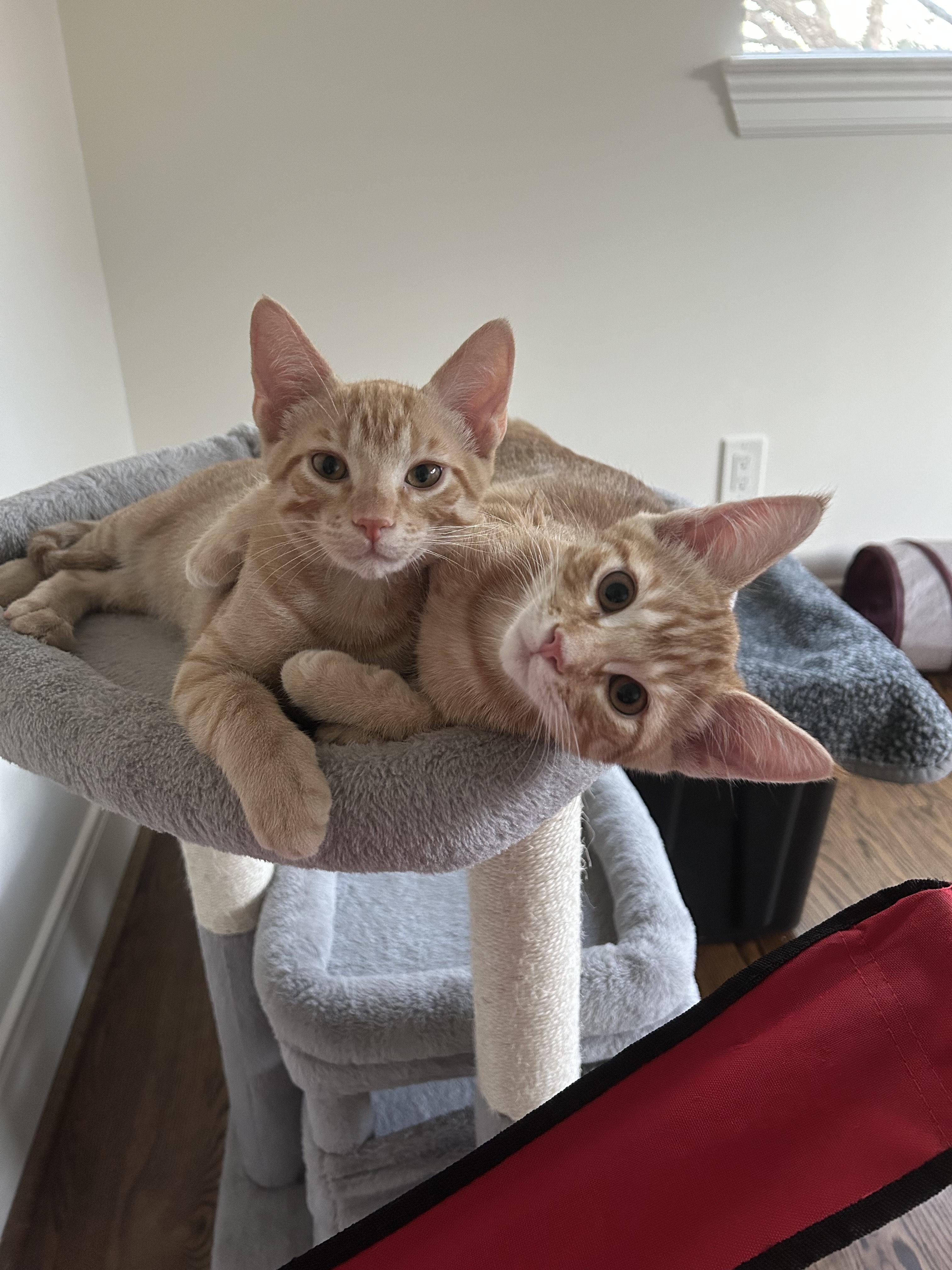 Enlarge Theo, a Adoptable mixed breed in Magnolia, TX image 5/5