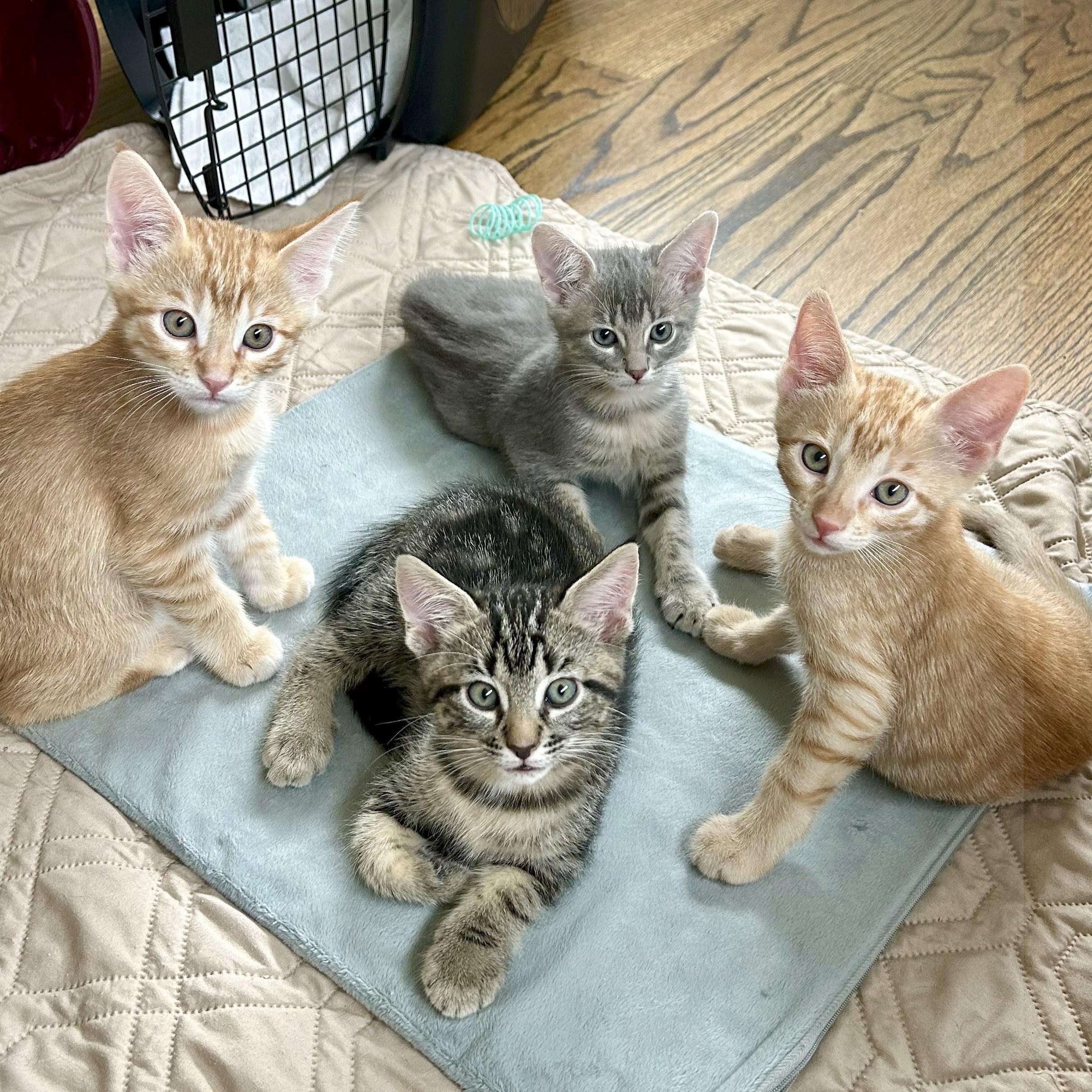 Enlarge Theo, a Adoptable mixed breed in Magnolia, TX image 3/5