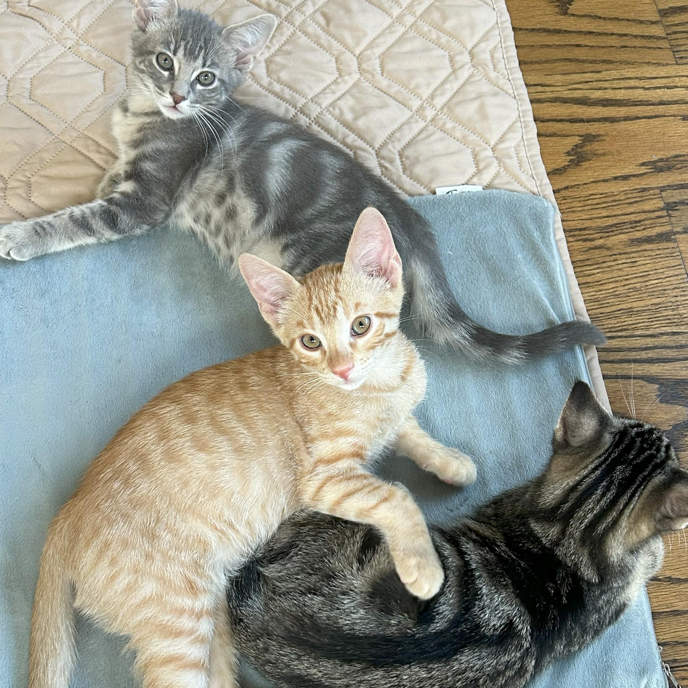 Theo, Adoptable, Young Male Tabby & Domestic Short Hair.