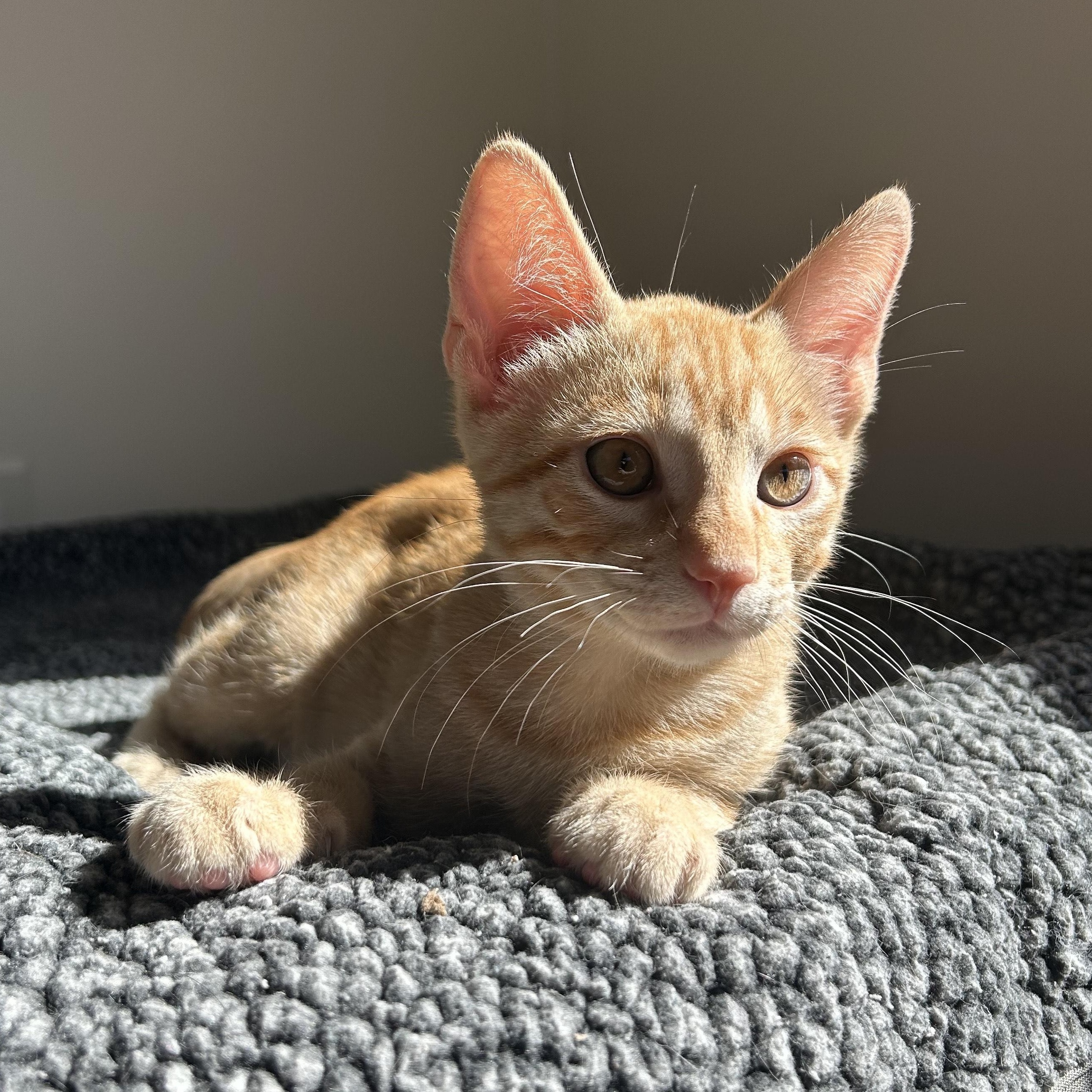 Theo, Adoptable, Young Male Tabby & Domestic Short Hair.