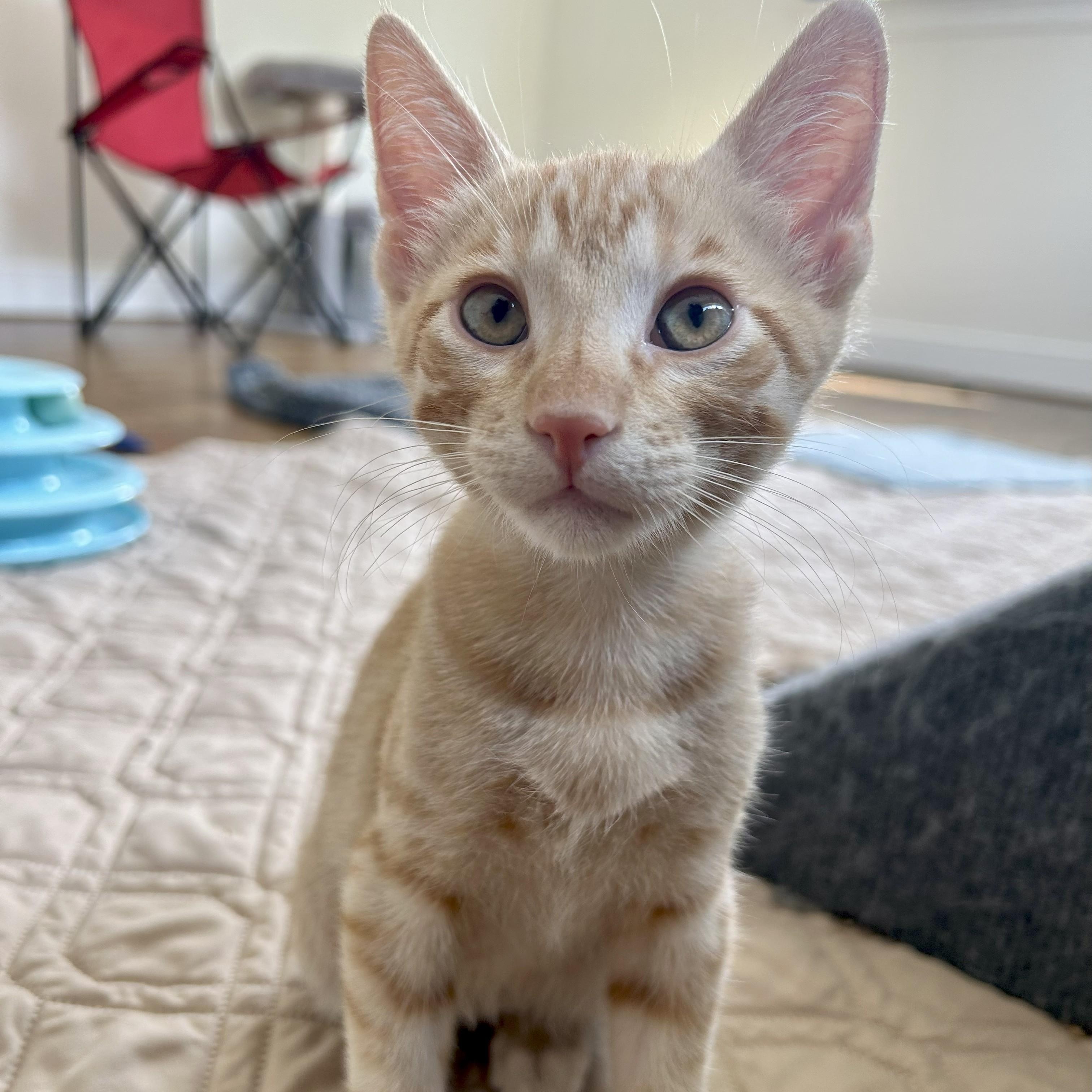Enlarge Theo, a Adoptable mixed breed in Magnolia, TX image 4/5