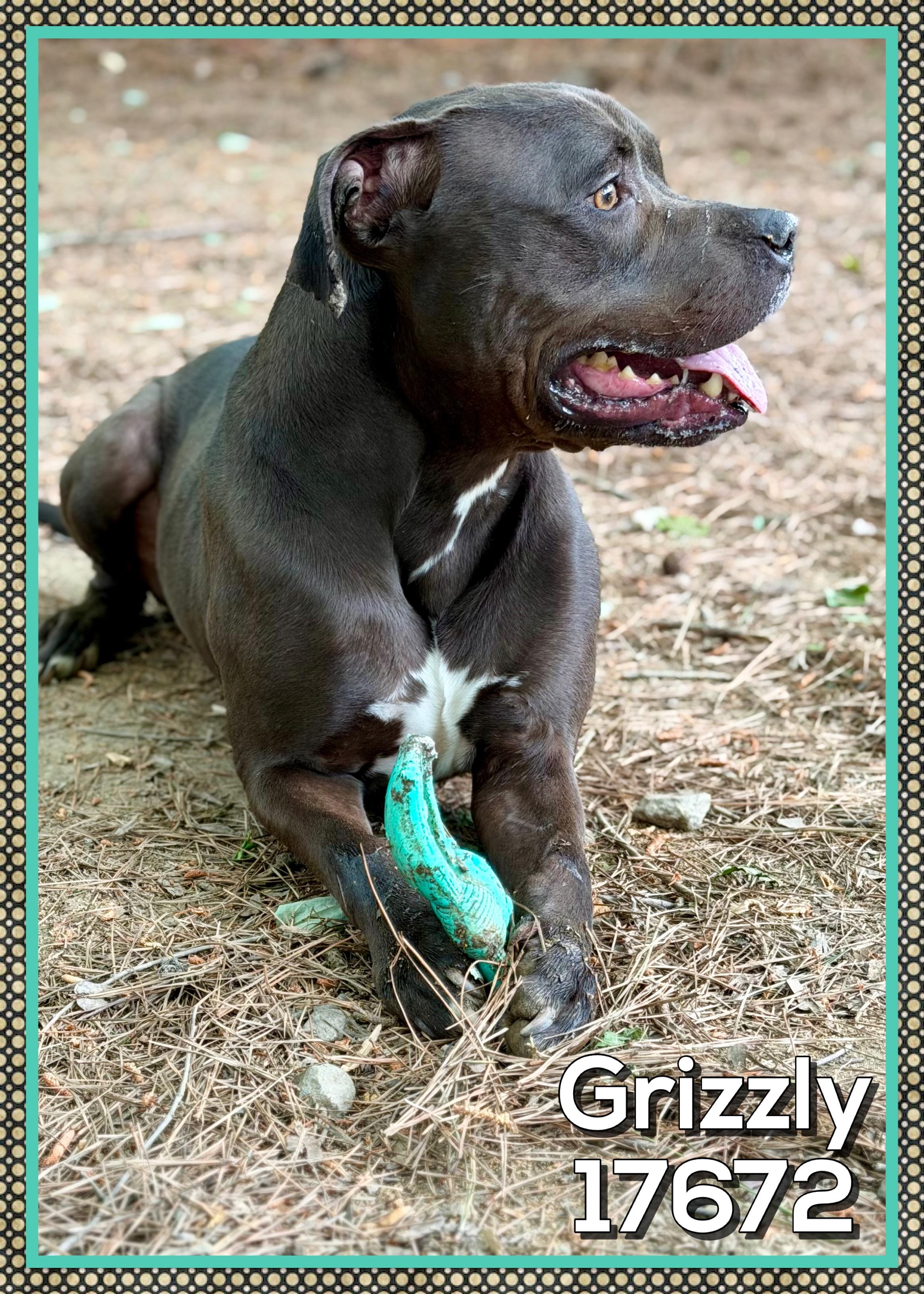 Enlarge GRIZZLY, a ADOPTABLE mixed breed in Marietta, GA image 6/6