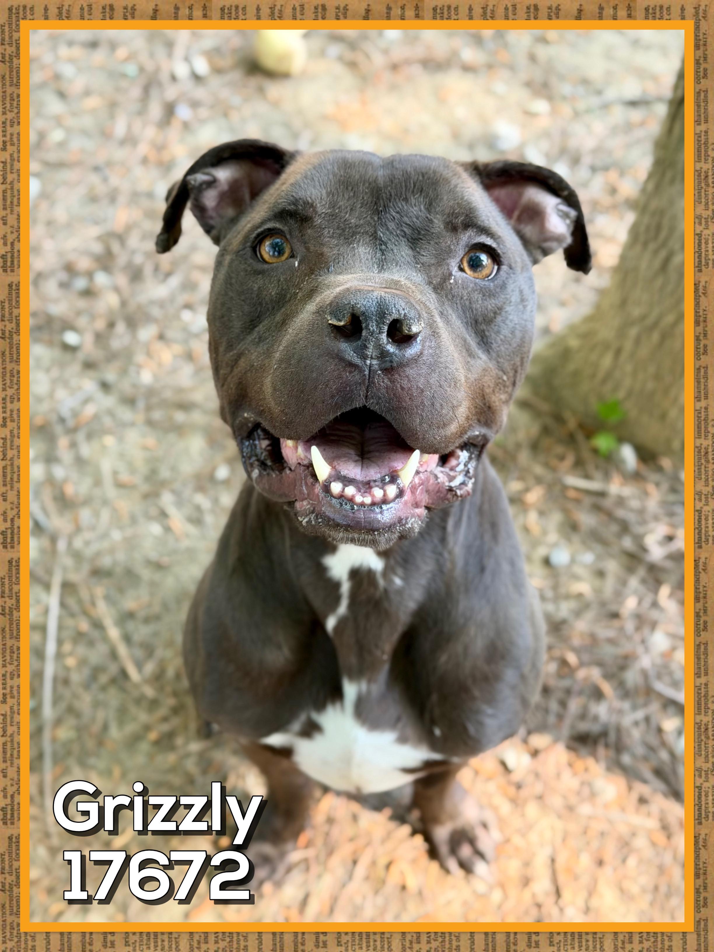 GRIZZLY, ADOPTABLE, Adult Male American Bully & Pit Bull Terrier.